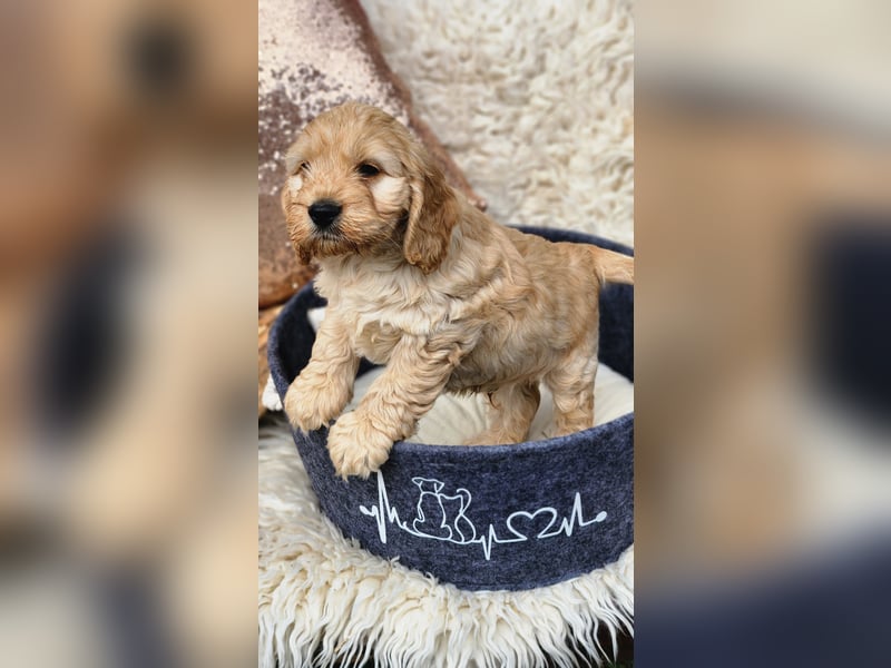 Cockapoo Welpen Englisch Cockerspaniel x Pudel