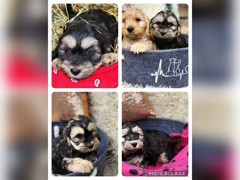 Cockapoo Welpen Englisch Cockerspaniel x Pudel