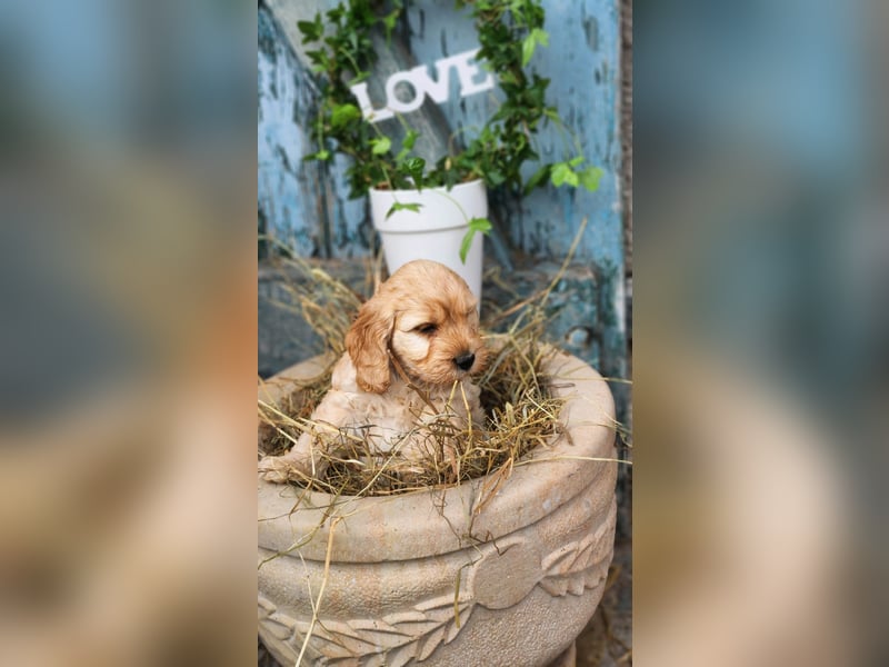 Cockapoo Welpen Englisch Cockerspaniel x Pudel