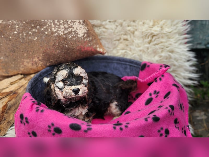Cockapoo Welpen Englisch Cockerspaniel x Pudel