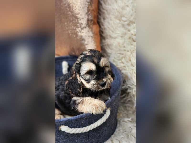 Cockapoo Welpen Englisch Cockerspaniel x Pudel