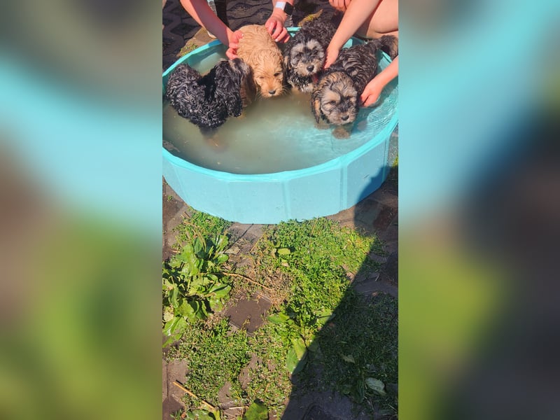 Cockapoo Welpen Englisch Cockerspaniel x Pudel