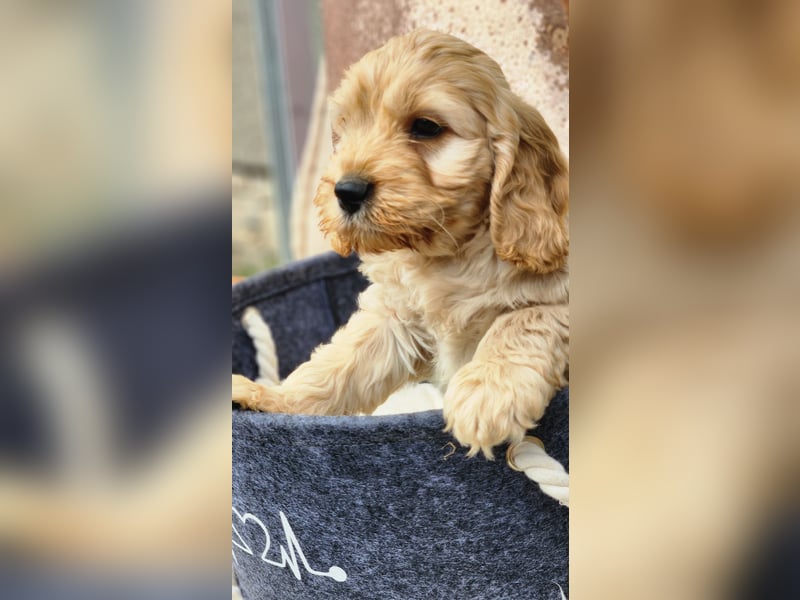 Cockapoo Welpen Englisch Cockerspaniel x Pudel