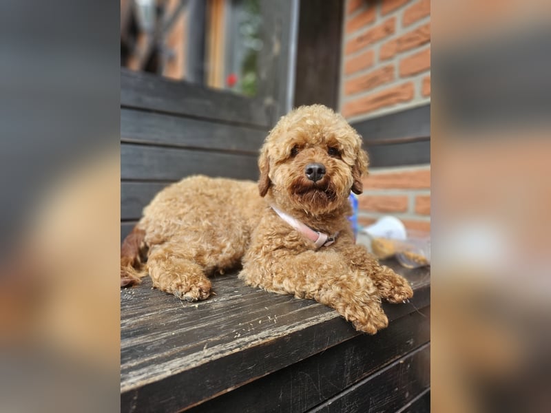 2 Zauberhafte Cockapoo Welpen Rüden  mit Ahnentafel
