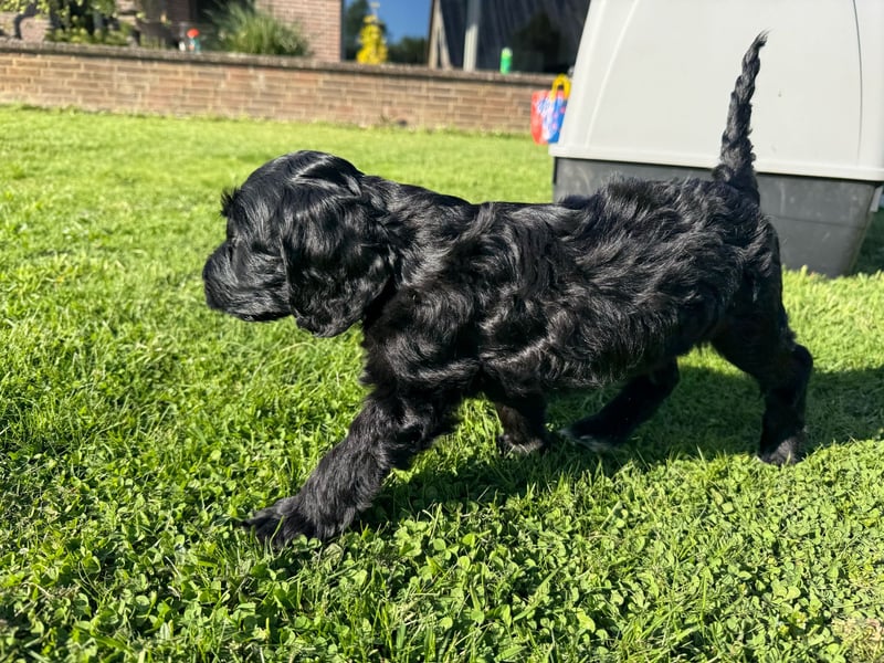 2 Zauberhafte Cockapoo Welpen Rüden  mit Ahnentafel