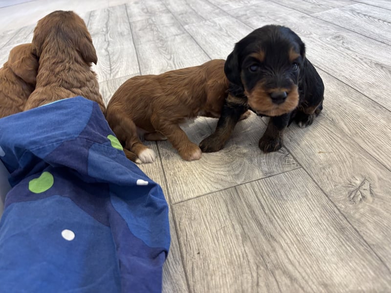 2 Zauberhafte Cockapoo Welpen Rüden  mit Ahnentafel