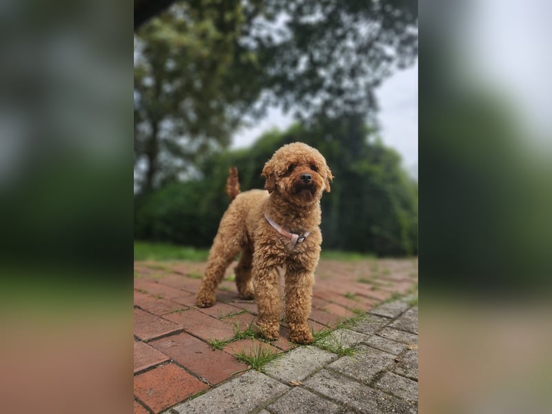 2 Zauberhafte Cockapoo Welpen Rüden  mit Ahnentafel