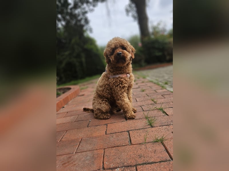 2 Zauberhafte Cockapoo Welpen Rüden  mit Ahnentafel