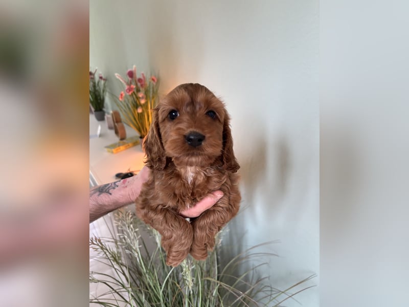 2 Zauberhafte Cockapoo Welpen Rüden  mit Ahnentafel