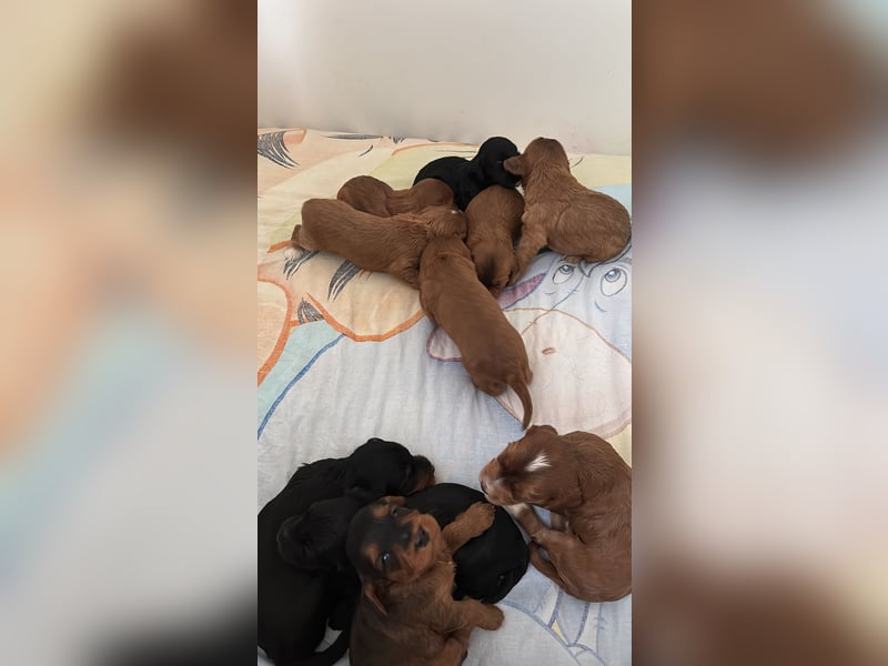 2 Zauberhafte Cockapoo Welpen Rüden  mit Ahnentafel