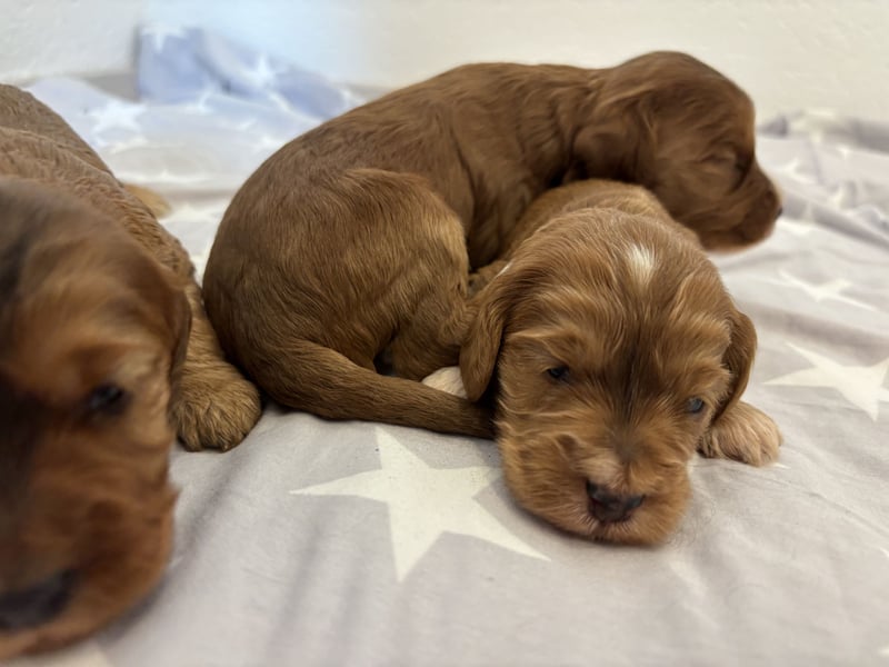 2 Zauberhafte Cockapoo Welpen Rüden  mit Ahnentafel