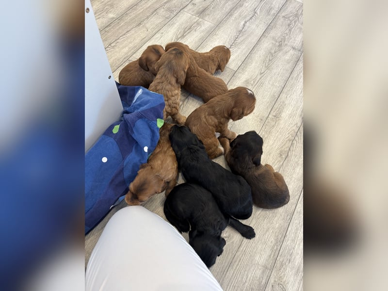 2 Zauberhafte Cockapoo Welpen Rüden  mit Ahnentafel