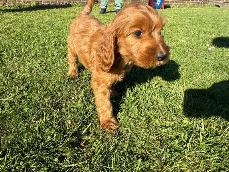 2 Zauberhafte Cockapoo Welpen Rüden  mit Ahnentafel