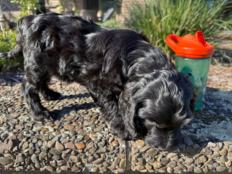 2 Zauberhafte Cockapoo Welpen Rüden  mit Ahnentafel