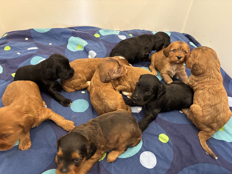 2 Zauberhafte Cockapoo Welpen Rüden  mit Ahnentafel