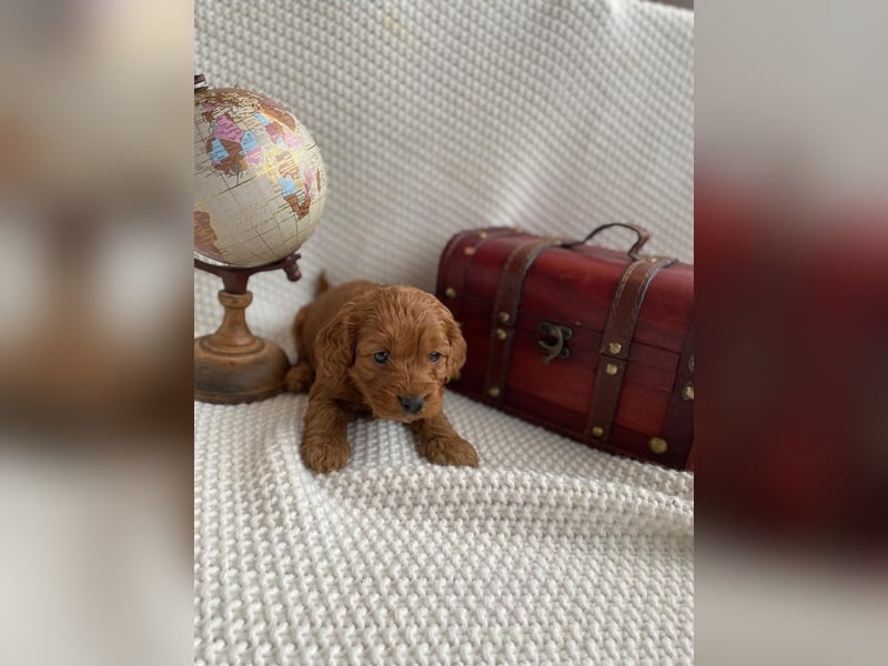 Wunderschöne Cockapoo Welpen