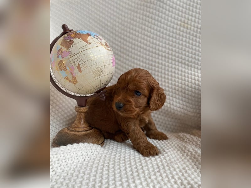 Wunderschöne Cockapoo Welpen