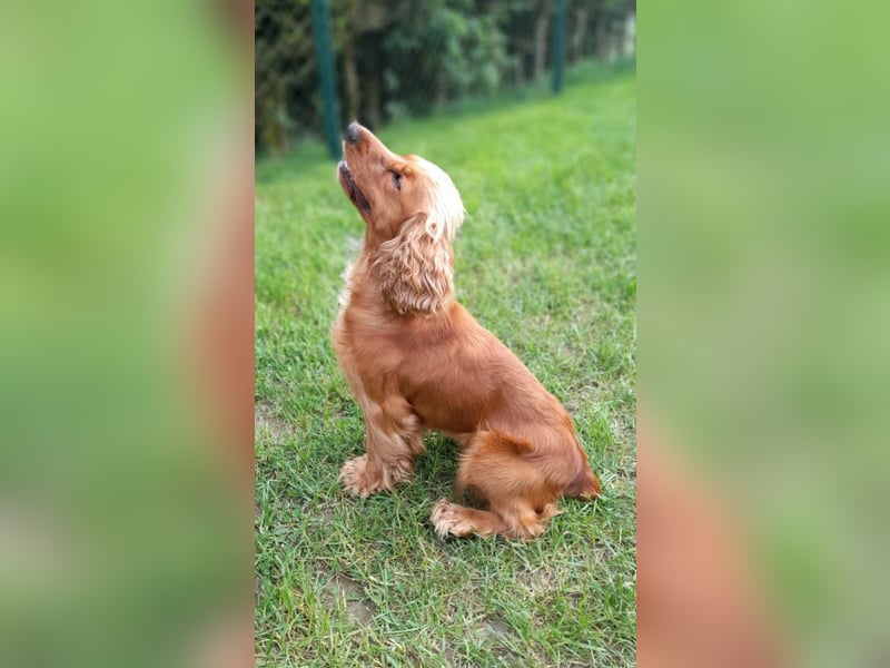 Wunderschöne Cockapoo Welpen
