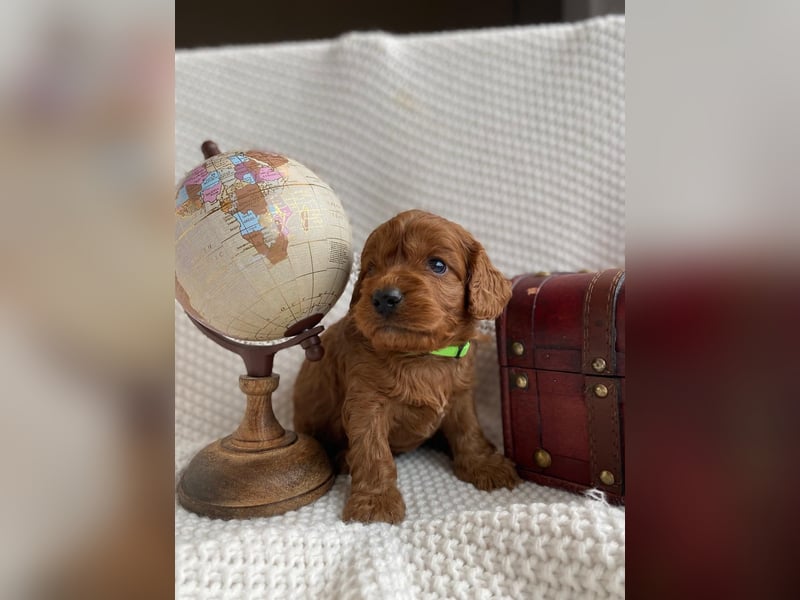 Wunderschöne Cockapoo Welpen