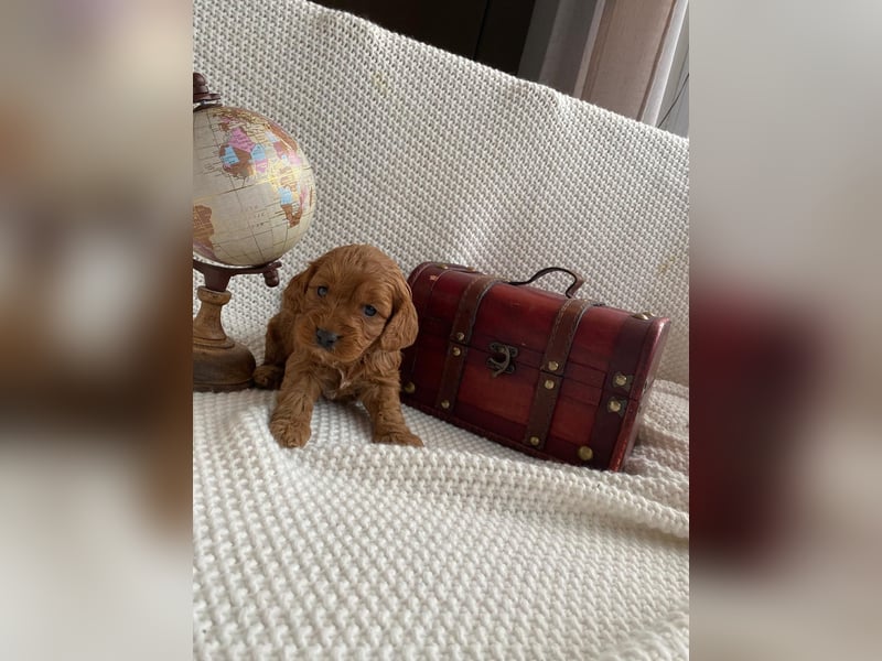 Wunderschöne Cockapoo Welpen