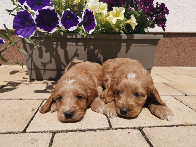 Bezaubernde English Cockerdoodle
