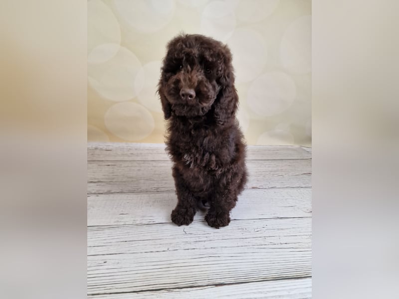Cockerpoo Welpen in Schokobraun