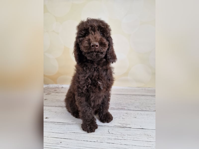 Cockerpoo Welpen in Schokobraun