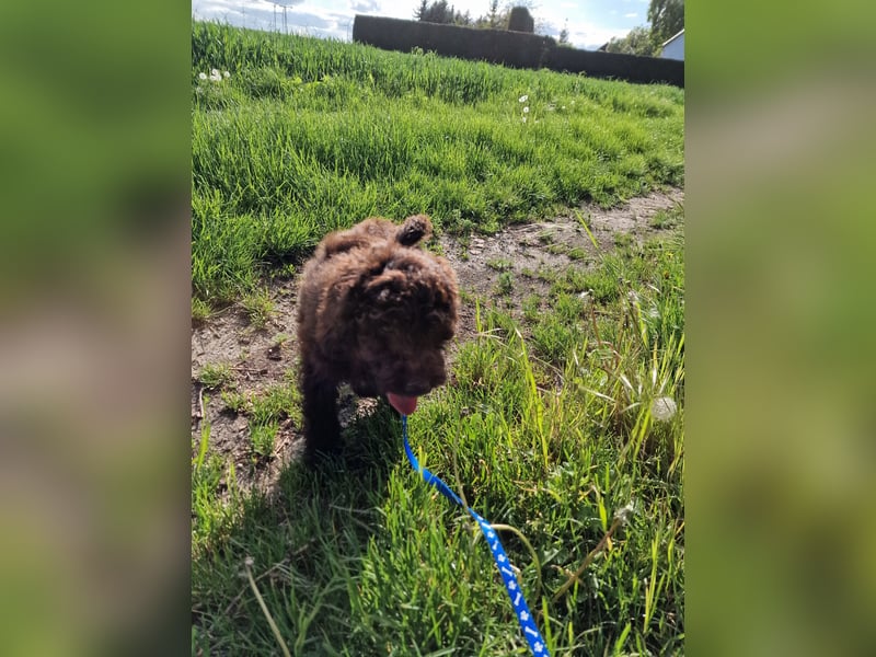 Cockerpoo Welpen in Schokobraun
