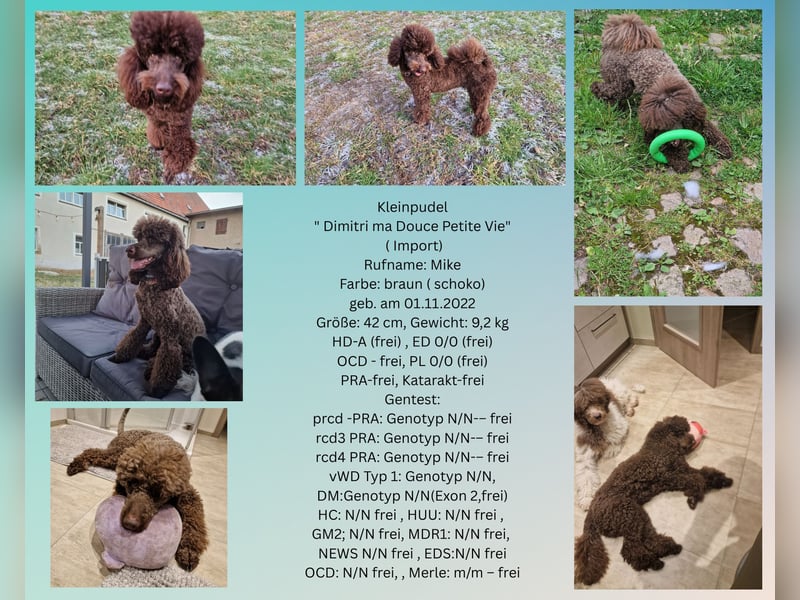 Cockerpoo Welpen in Schokobraun