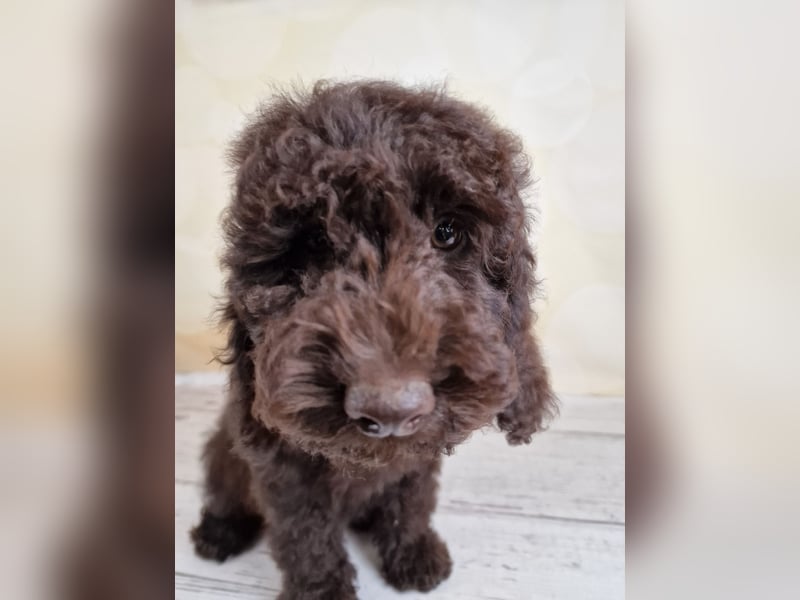 Cockerpoo Welpen in Schokobraun