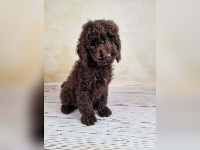 Cockerpoo Welpen in Schokobraun