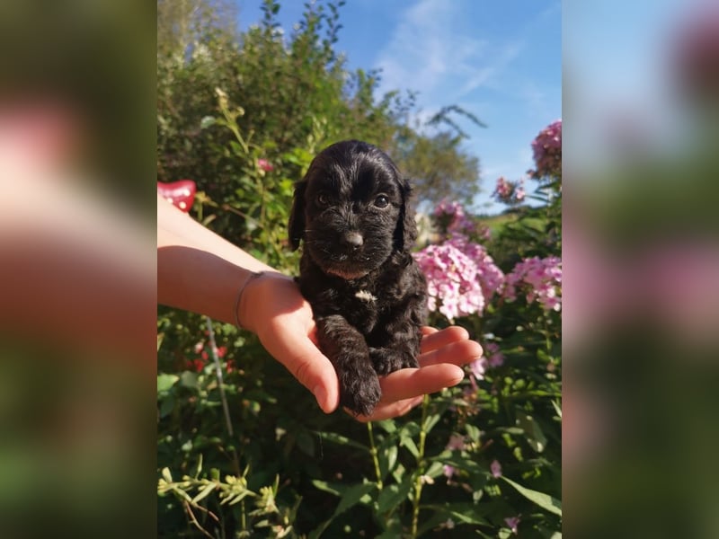 Schwarze Cockerdoodle Perlen