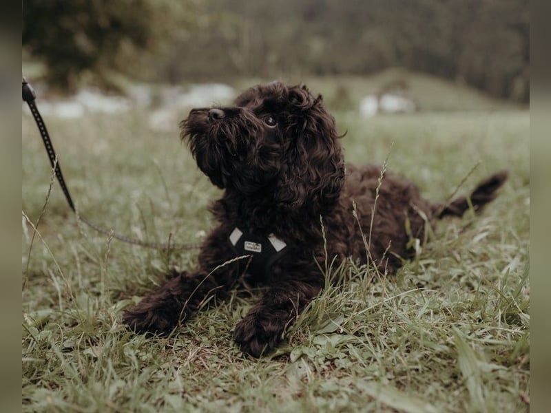 Schwarze Cockerdoodle Perlen