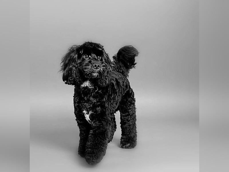 Schwarze Cockerdoodle Perlen