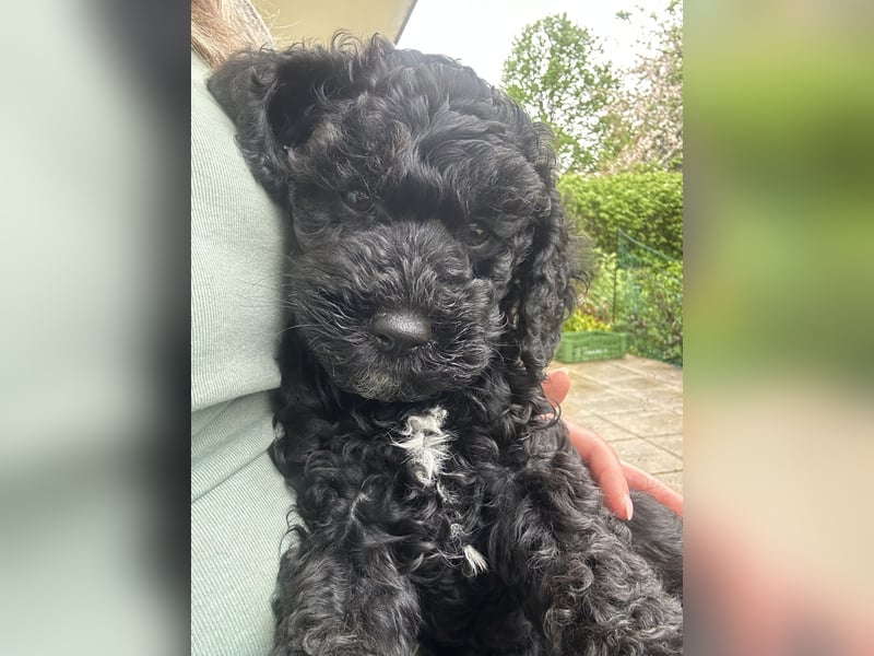 Cockapoo Rüde