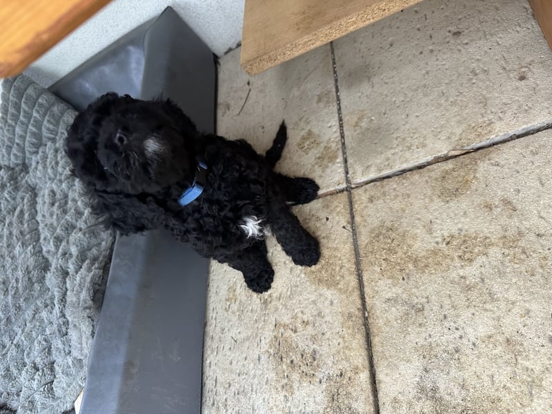 Cockapoo Rüde