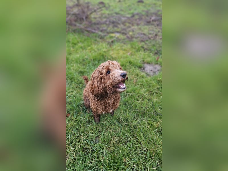Cockapoo F1 Deckrüde