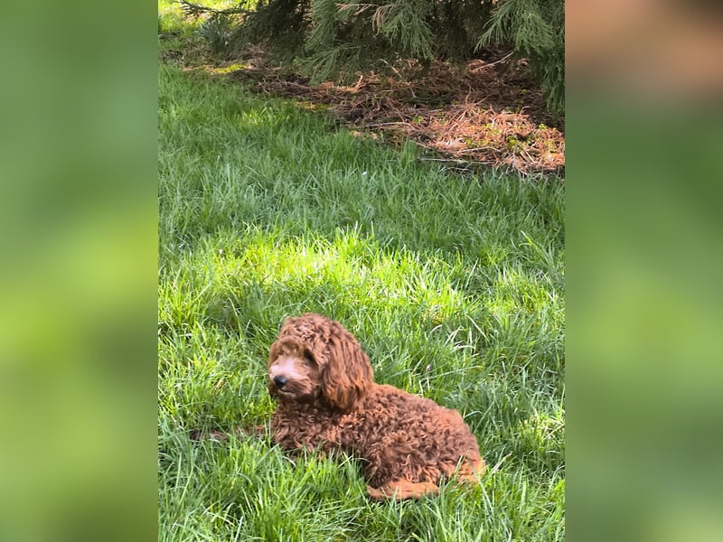 Cockapoo F1 Deckrüde