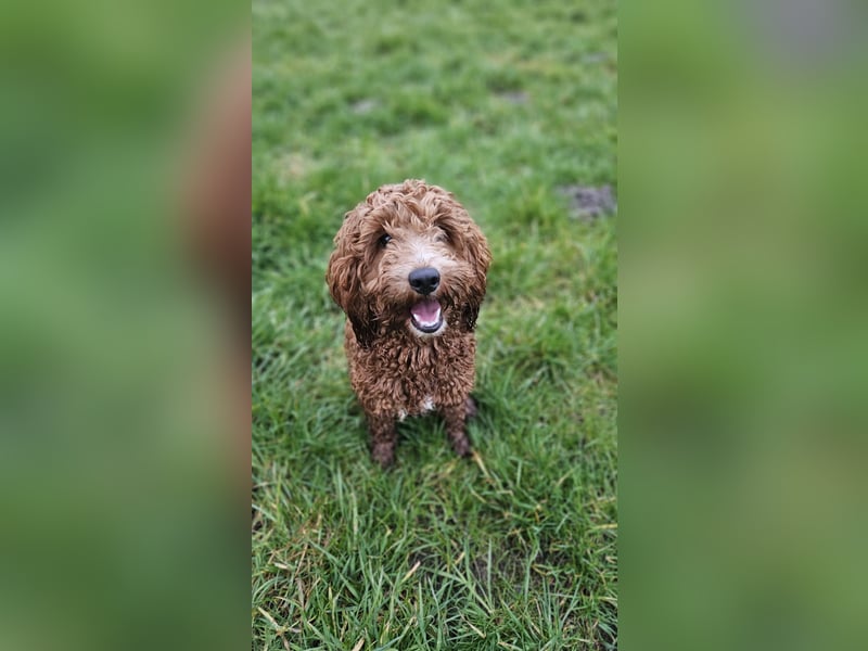 Cockapoo F1 Deckrüde