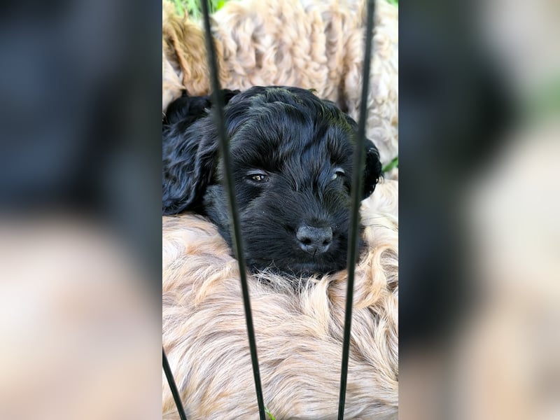 Cockapoo Welpen