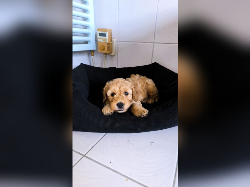 Cockapoo Welpen
