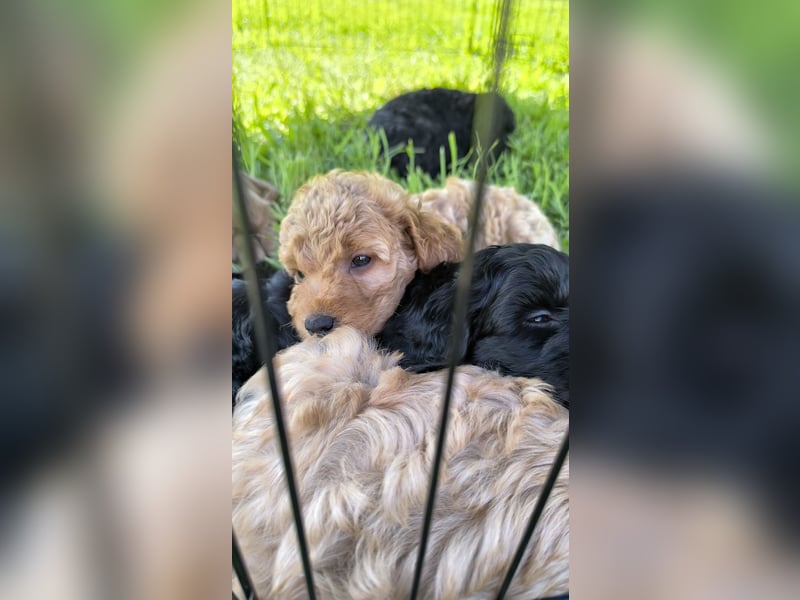 Cockapoo Welpen