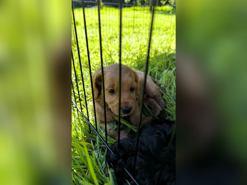 Cockapoo Welpen