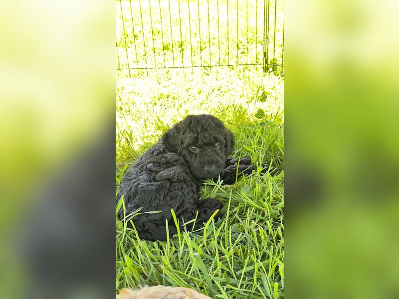 Cockapoo Welpen