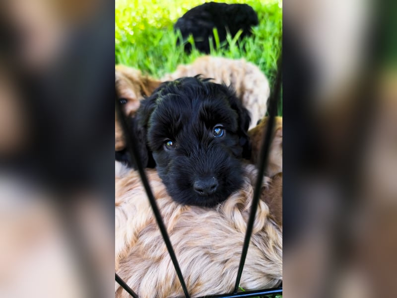 Cockapoo Welpen