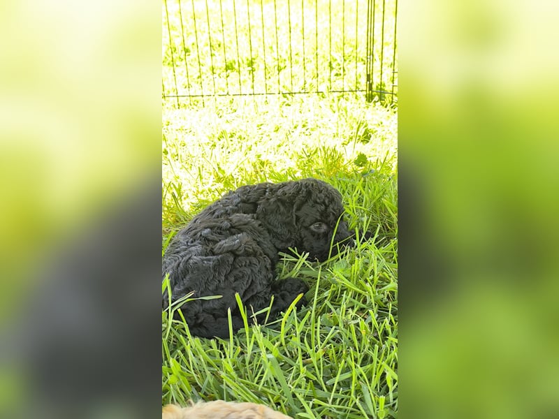 Cockapoo Welpen