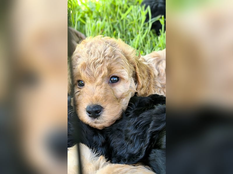 Cockapoo Welpen