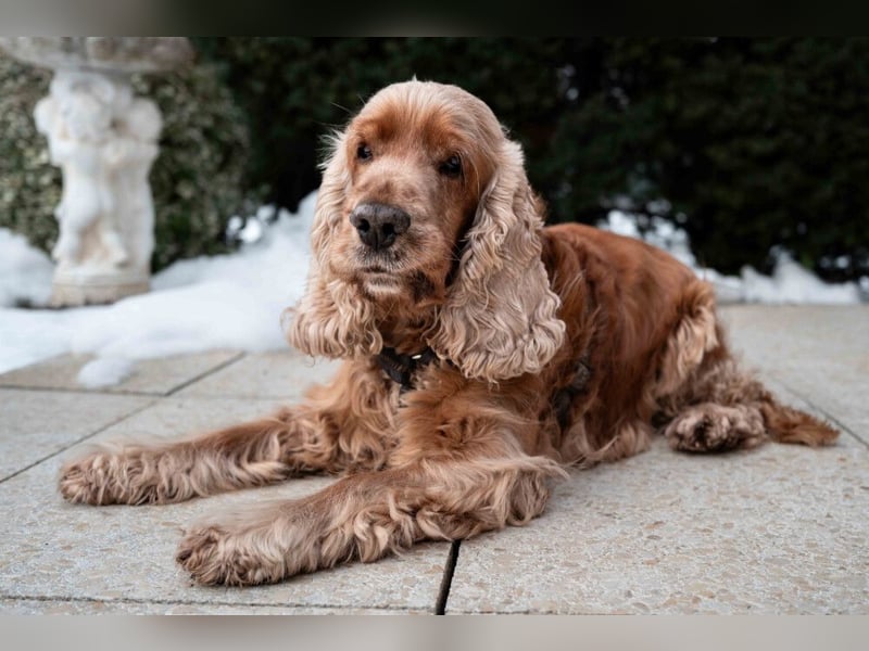 Benny Bub - fitter Cocker Spaniel - Tierhilfe Franken e.V.