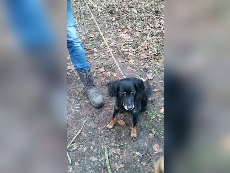 JERRY ca. 8 J. sucht warmes Plätzchen, sehr lieber Kuschelprinz