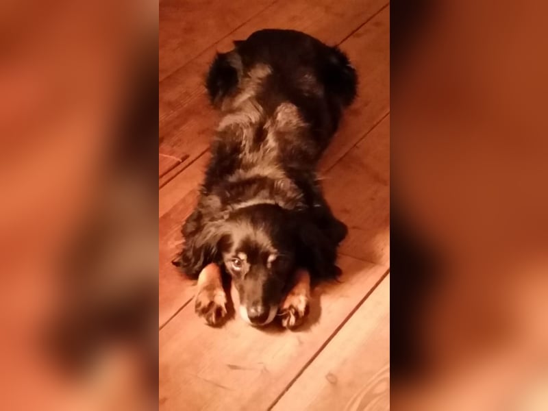 JERRY ca. 8 J. sucht warmes Plätzchen, sehr lieber Kuschelprinz